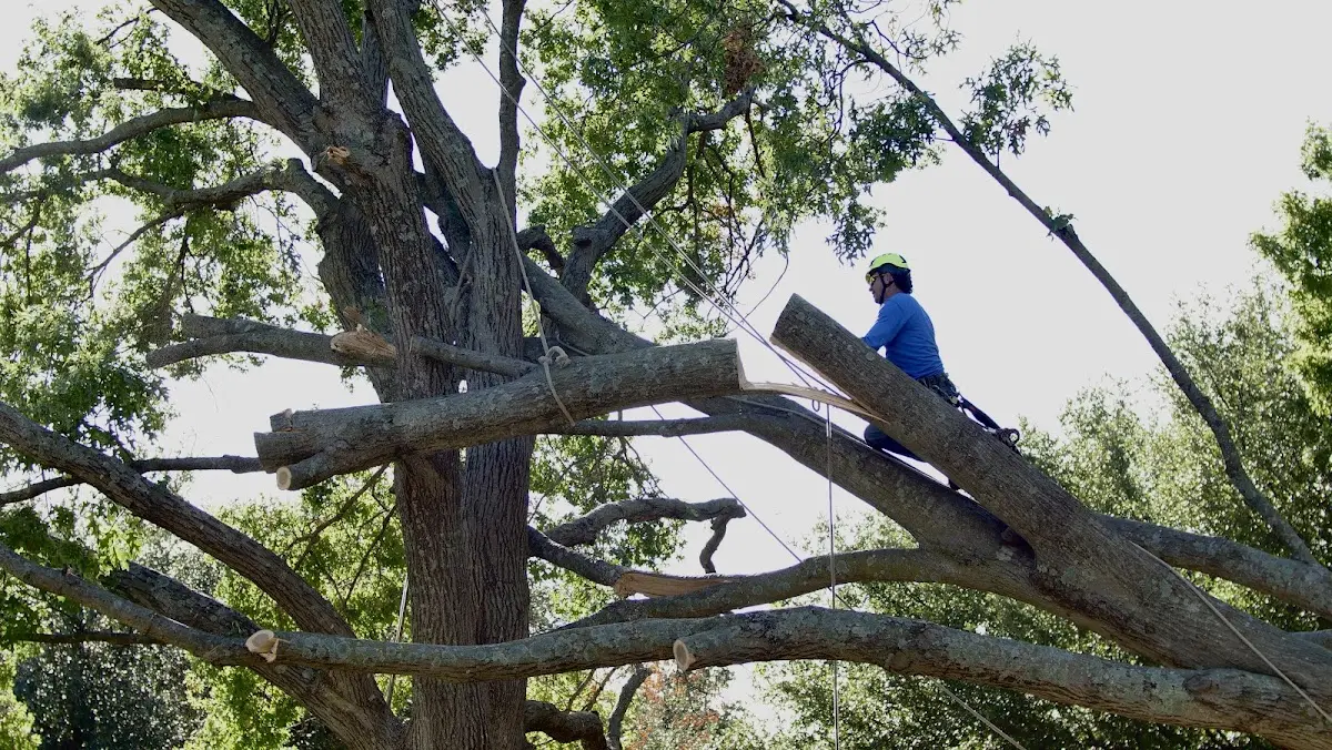 Professional Hazardous Tree Removal performed by certified arborists in Telephone